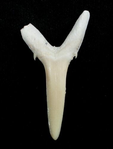 Striatolamia (Extinct Sand Tiger) Shark Tooth - Eocene #3424